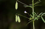 Lentil vetch